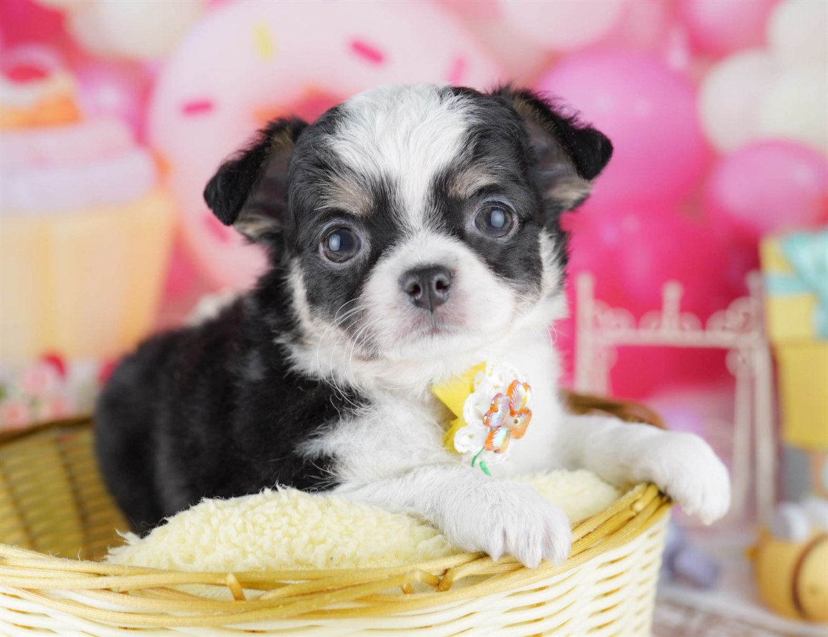 チワワ(ロング) | 男の子 | ブラックタン＆ホワイト | 2026年2月27日（ID:dog-10007636）