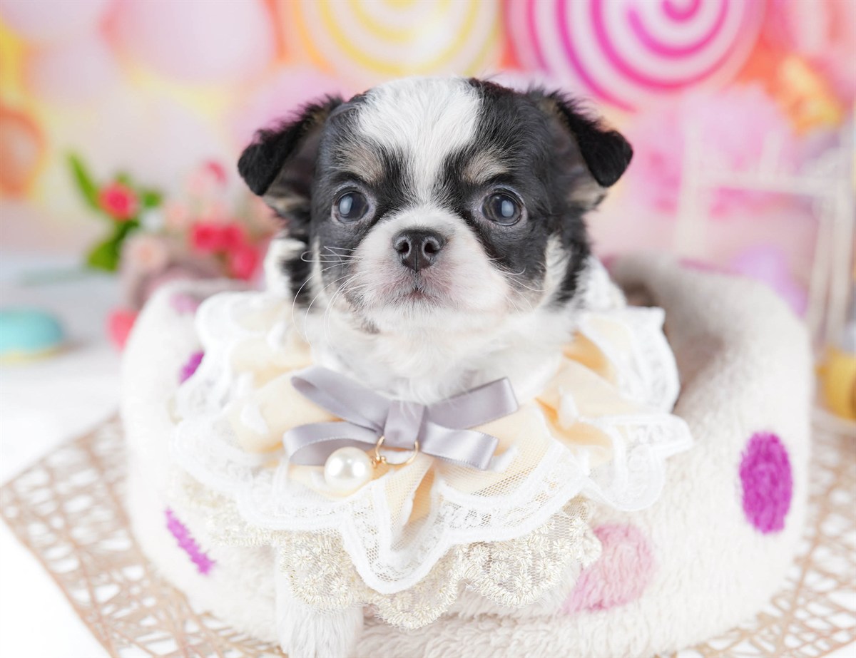 チワワ(ロング) | 男の子 | ブラックタン＆ホワイト | 2026年2月27日（ID:dog-10007636）