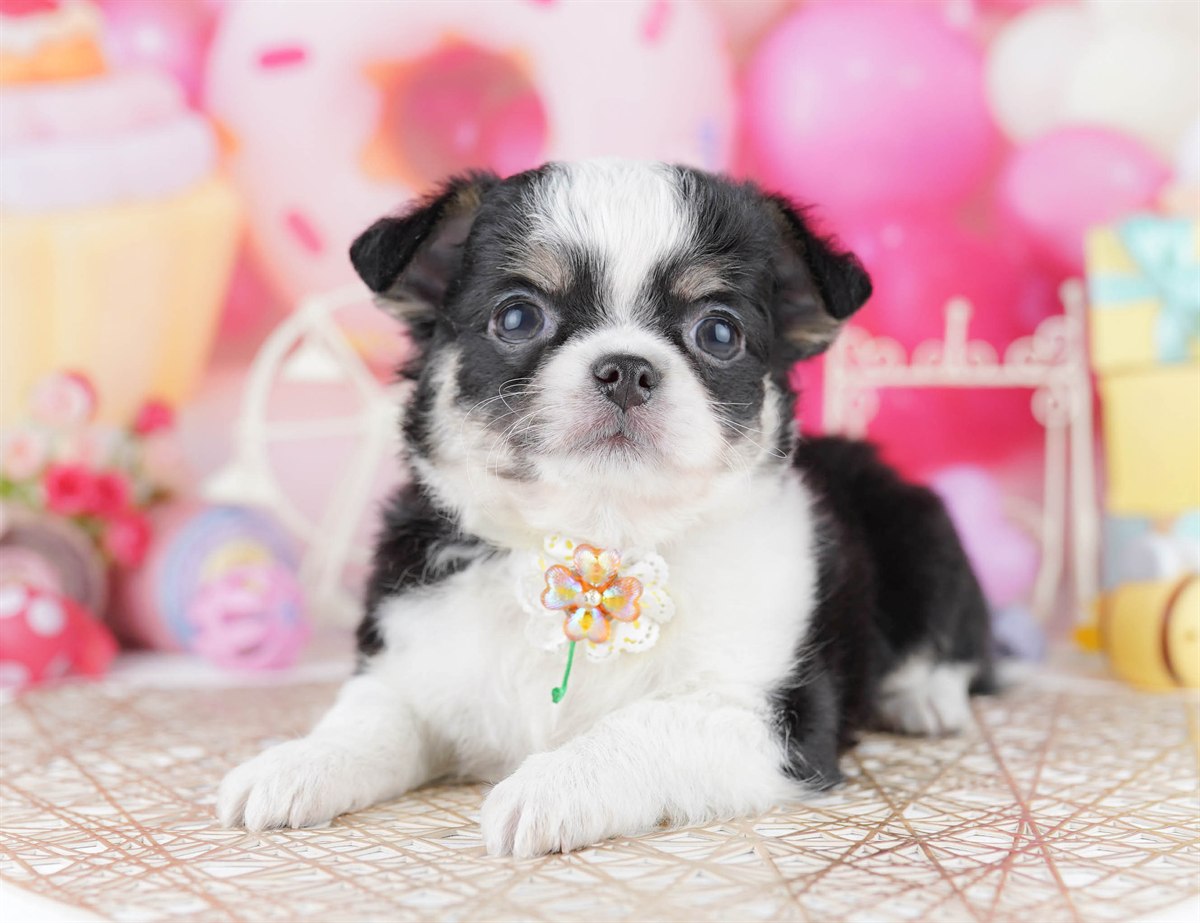 チワワ(ロング) | 男の子 | ブラックタン＆ホワイト | 2026年2月27日（ID:dog-10007636）