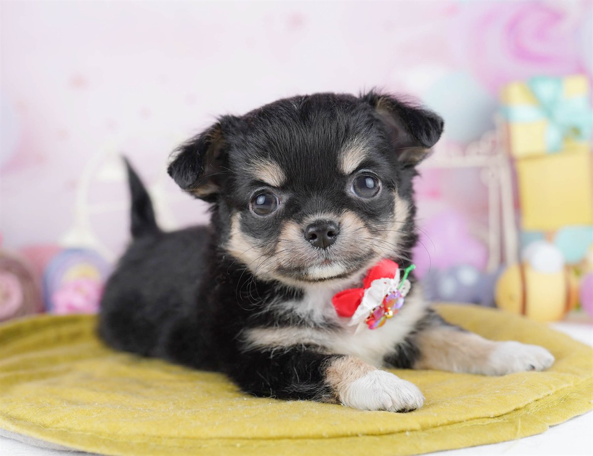 チワワ(ロング) | 女の子 | ブラック＆タン | 2026年2月27日（ID:dog-10007637）