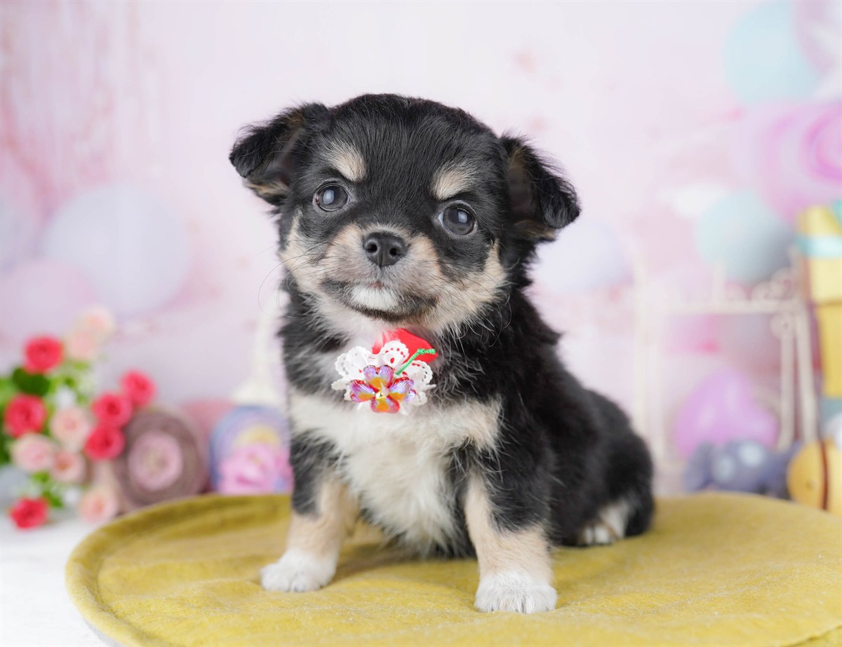 チワワ(ロング) | 女の子 | ブラック＆タン | 2026年2月27日（ID:dog-10007637）