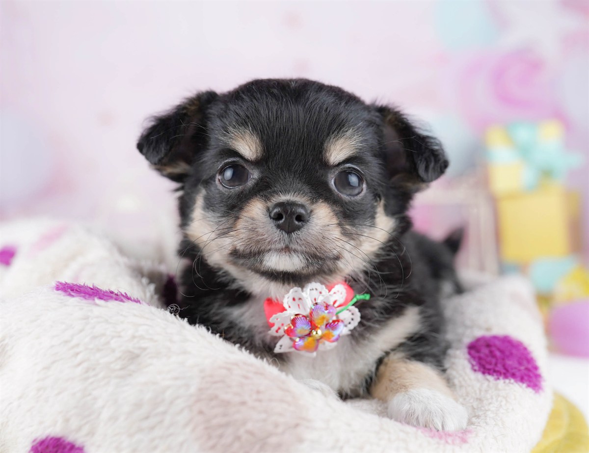 チワワ(ロング) | 女の子 | ブラック＆タン | 2026年2月27日（ID:dog-10007637）