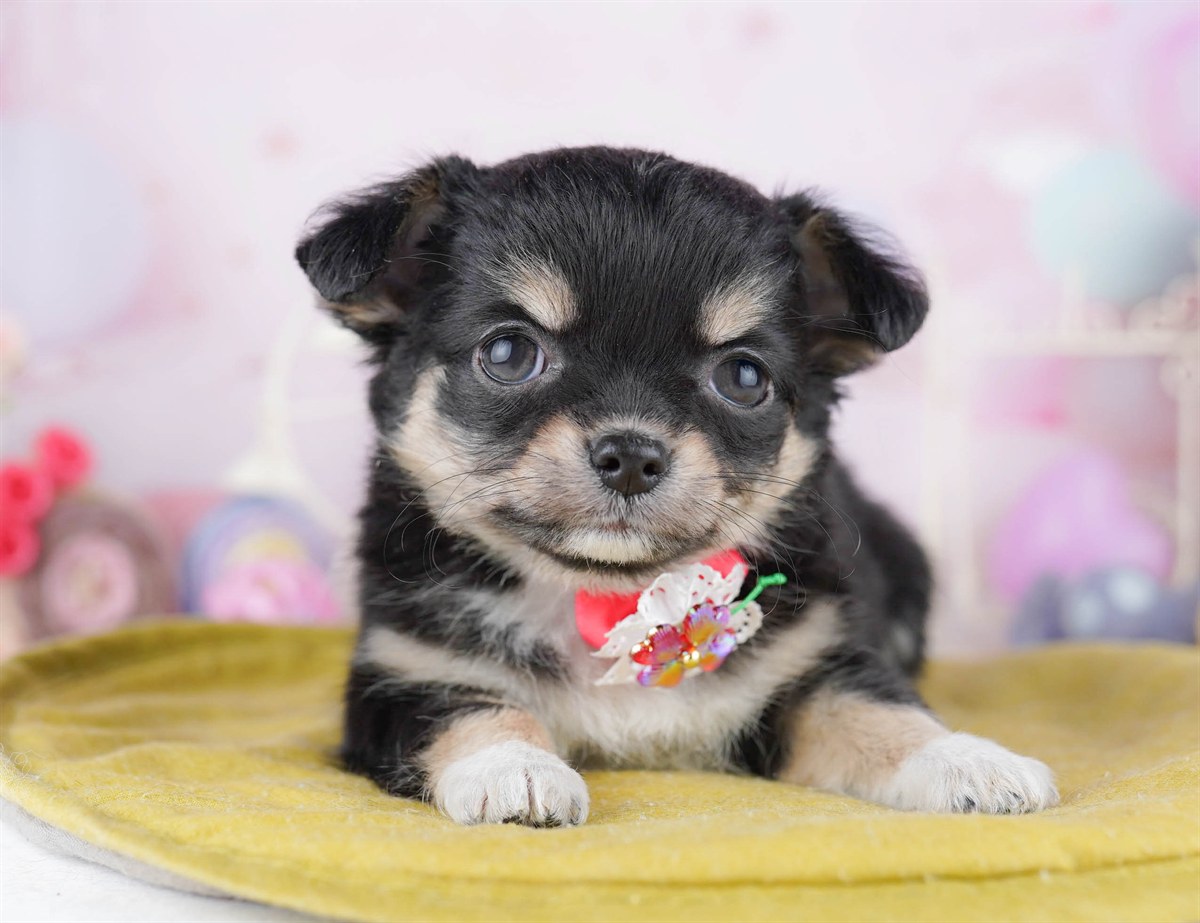 チワワ(ロング) | 女の子 | ブラック＆タン | 2026年2月27日（ID:dog-10007637）