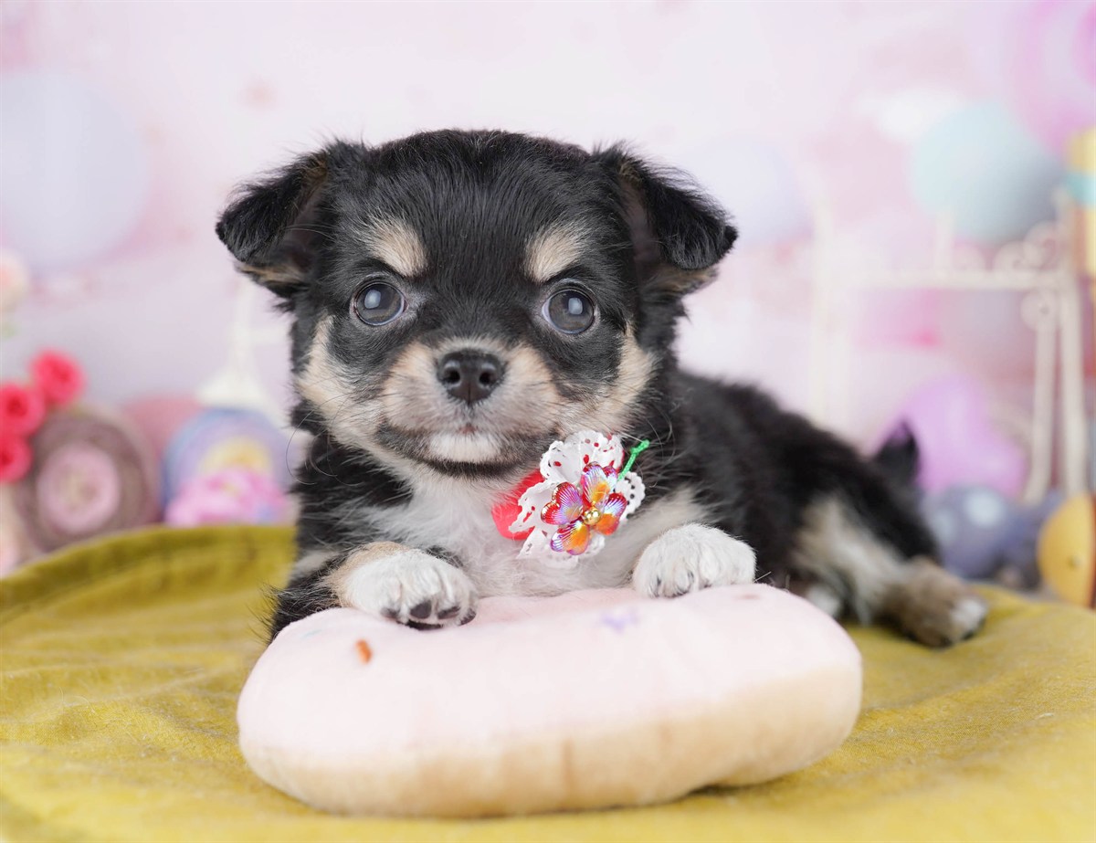 チワワ(ロング) | 女の子 | ブラック＆タン | 2026年2月27日（ID:dog-10007637）