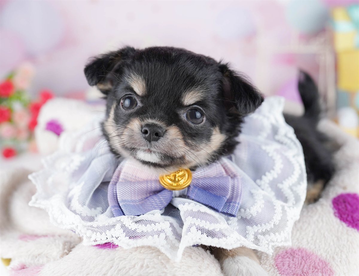 チワワ(ロング) | 女の子 | ブラック＆タン | 2026年2月27日（ID:dog-10007637）