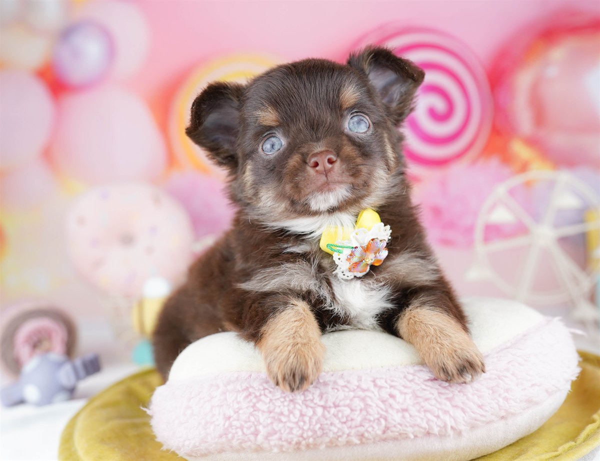 チワワ(ロング) | 女の子 | チョコレート＆タン | 2026年2月28日（ID:dog-10007646）