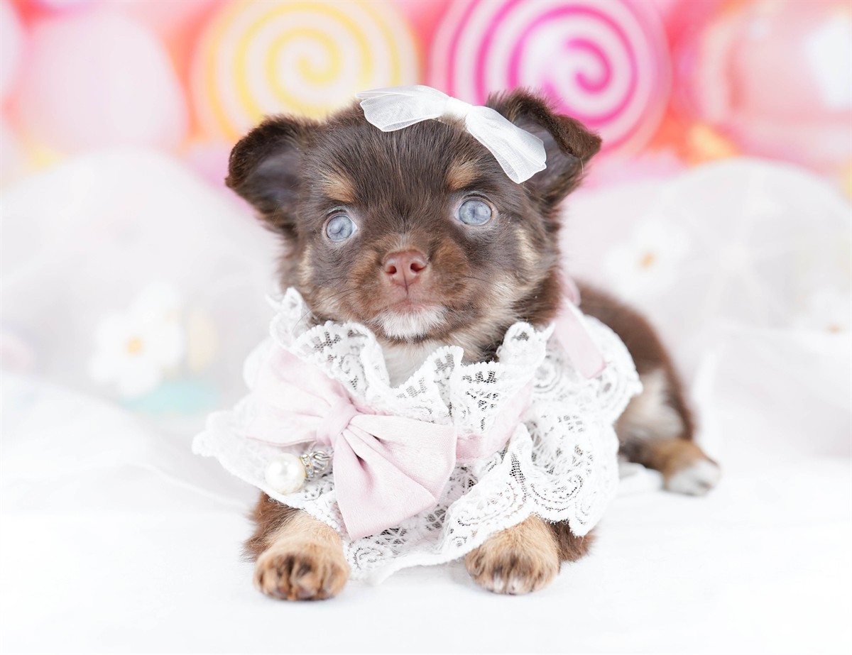 チワワ(ロング) | 女の子 | チョコレート＆タン | 2026年2月28日（ID:dog-10007646）