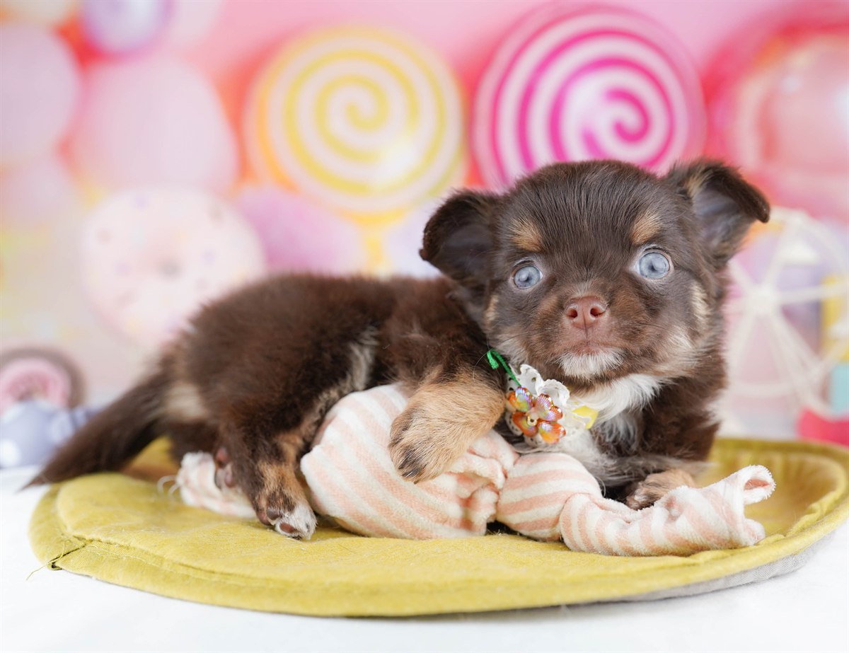 チワワ(ロング) | 女の子 | チョコレート＆タン | 2026年2月28日（ID:dog-10007646）