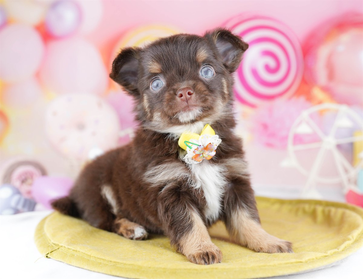 チワワ(ロング) | 女の子 | チョコレート＆タン | 2026年2月28日（ID:dog-10007646）