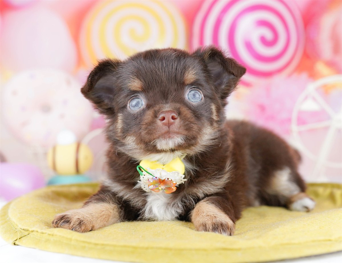 チワワ(ロング) | 女の子 | チョコレート＆タン | 2026年2月28日（ID:dog-10007646）