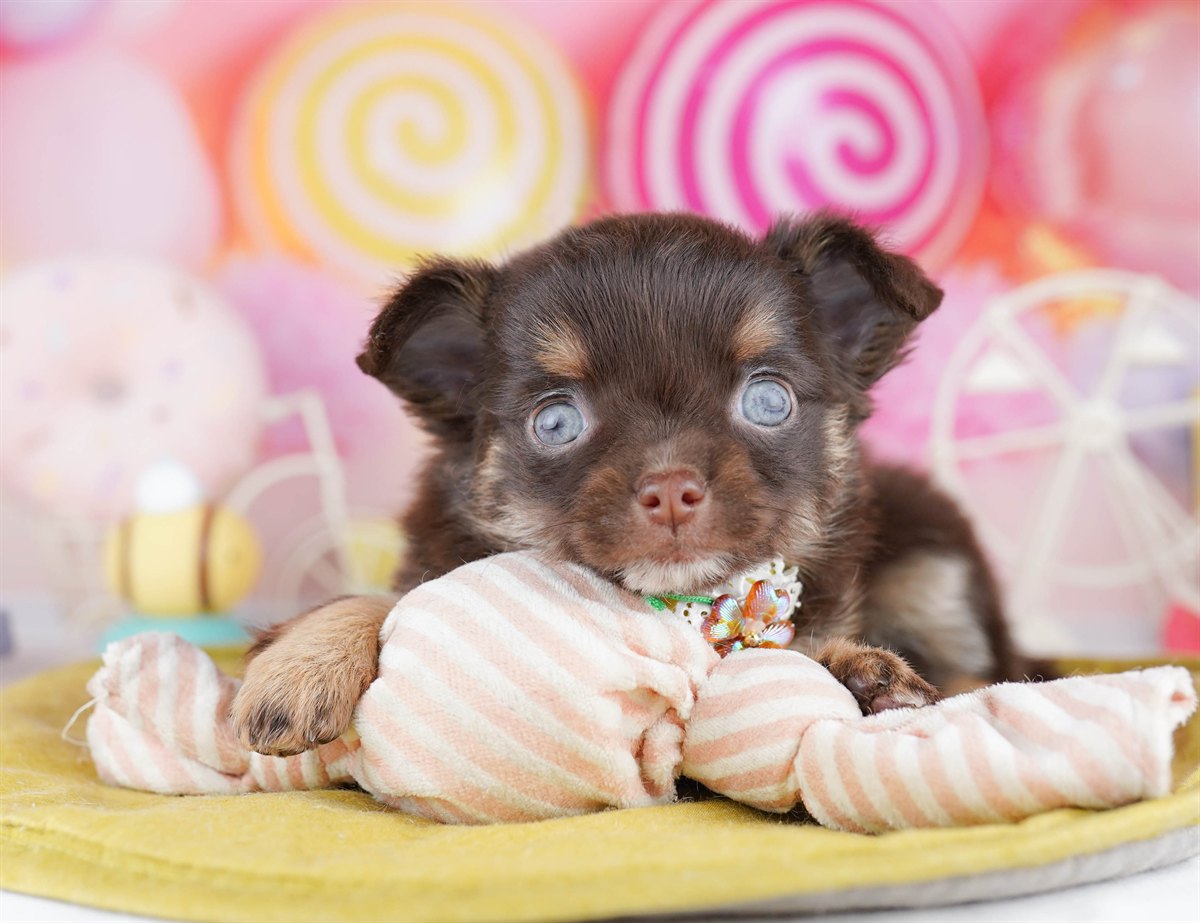 チワワ(ロング) | 女の子 | チョコレート＆タン | 2026年2月28日（ID:dog-10007646）