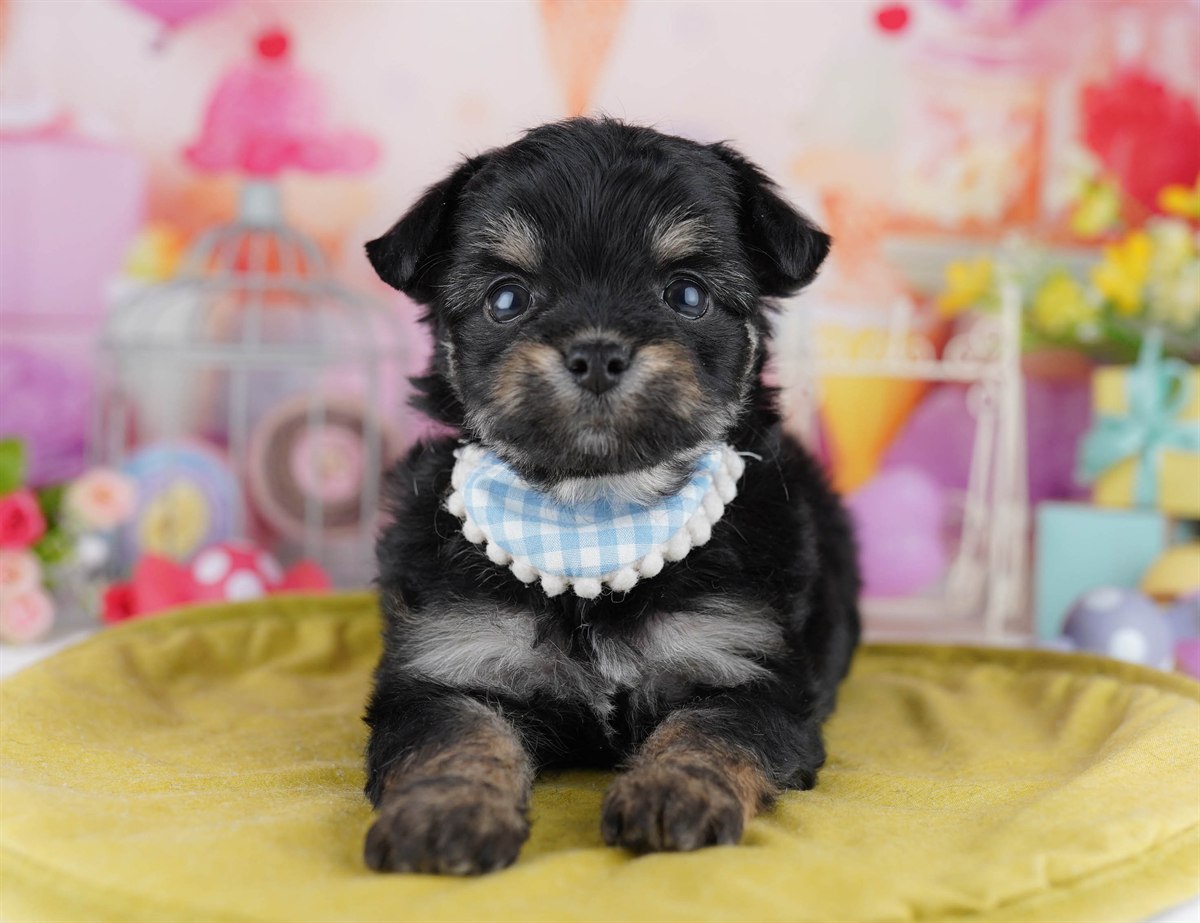 チワプー | 女の子 | ブラック＆タン | 2026年3月1日（ID:dog-10007650）