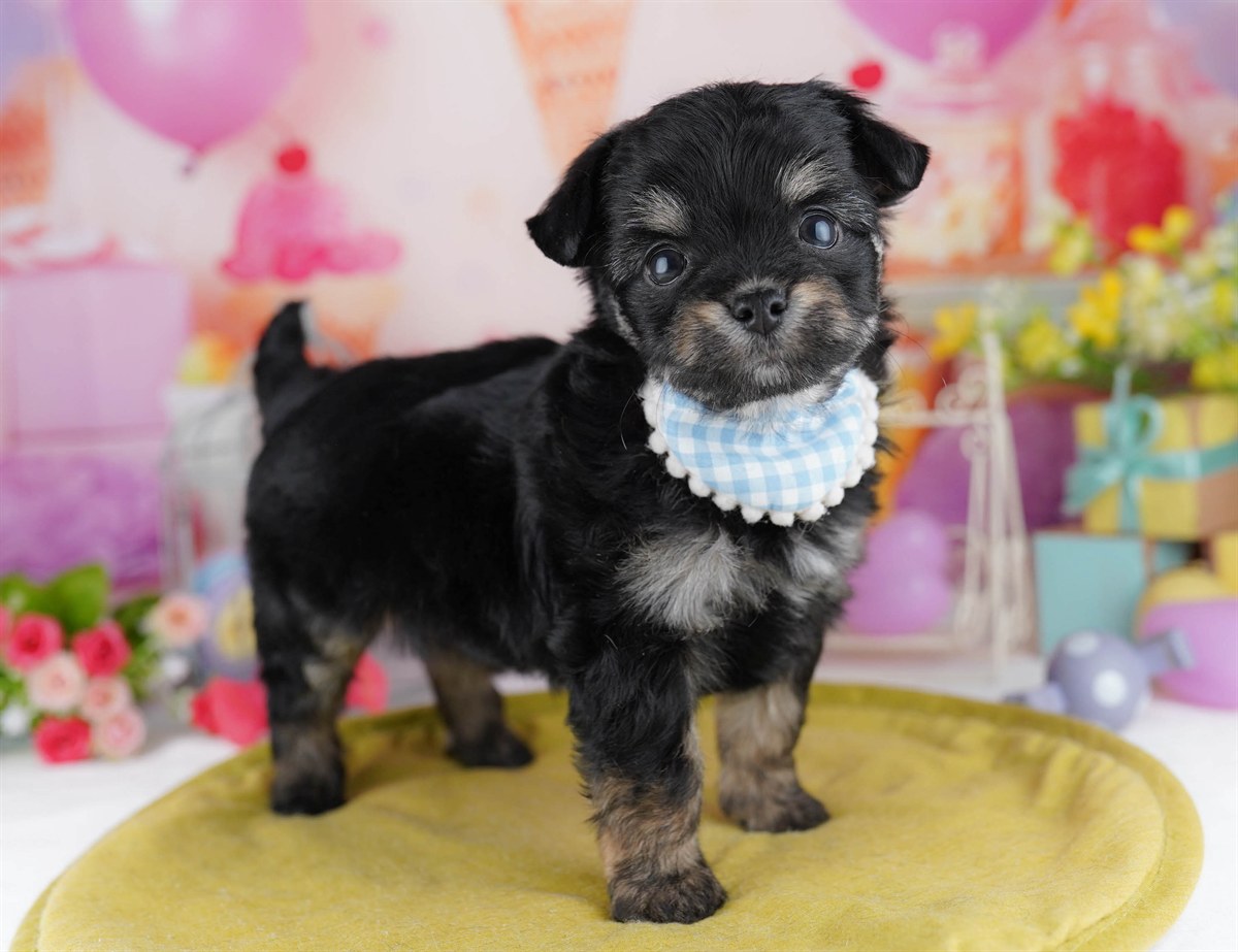 チワプー | 女の子 | ブラック＆タン | 2026年3月1日（ID:dog-10007650）