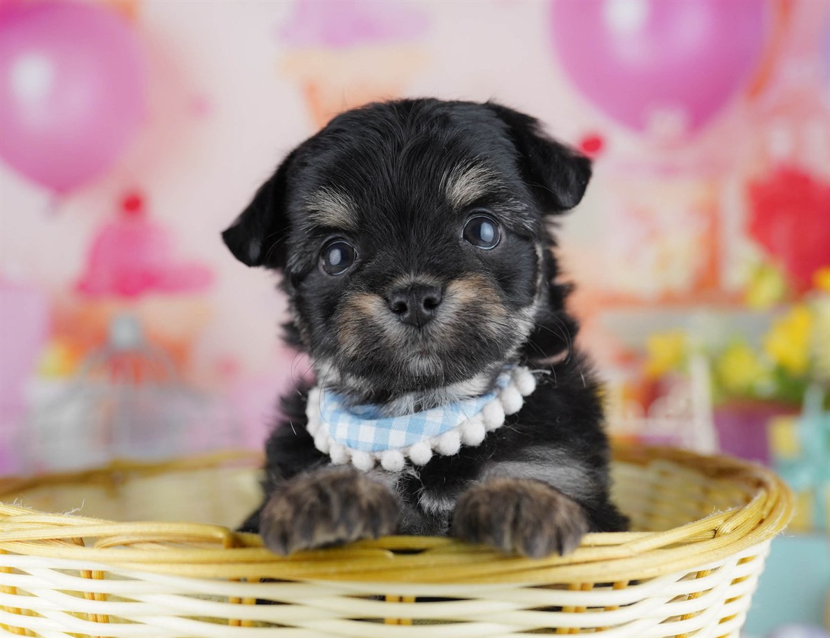 チワプー | 女の子 | ブラック＆タン | 2026年3月1日（ID:dog-10007650）