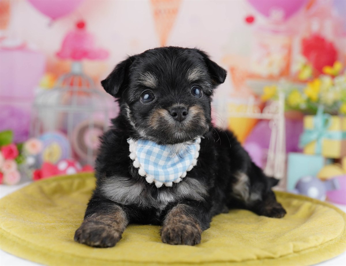 チワプー | 女の子 | ブラック＆タン | 2026年3月1日（ID:dog-10007650）