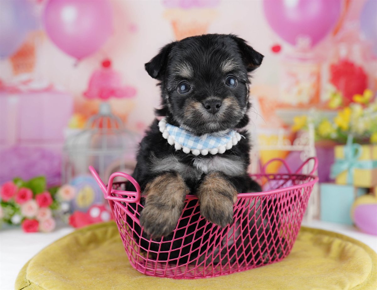 チワプー | 女の子 | ブラック＆タン | 2026年3月1日（ID:dog-10007650）