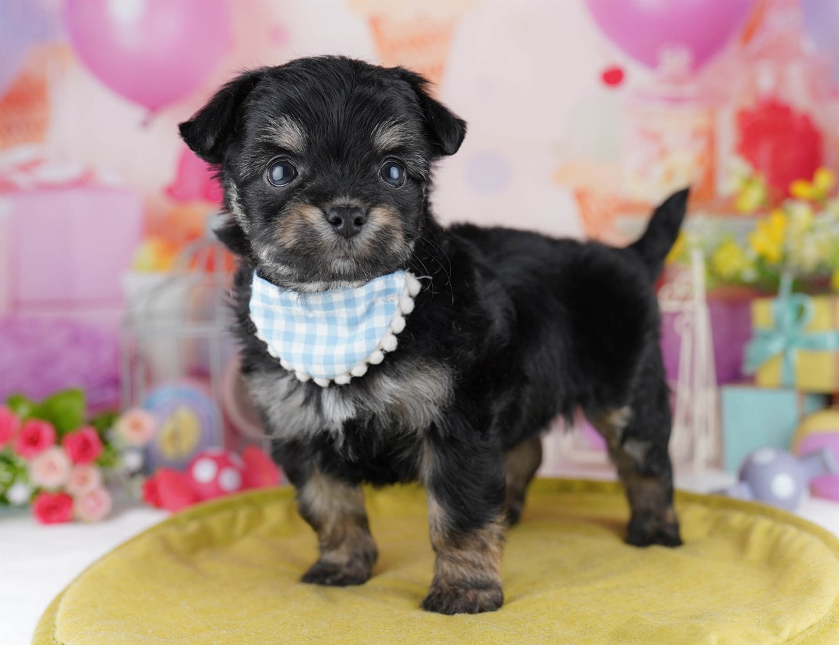 チワプー | 女の子 | ブラック＆タン | 2026年3月1日（ID:dog-10007650）