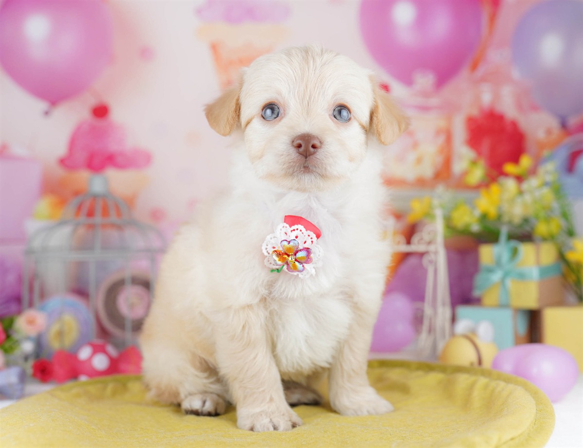 チワプー | 男の子 | クリーム | 2026年3月1日（ID:dog-10007651）