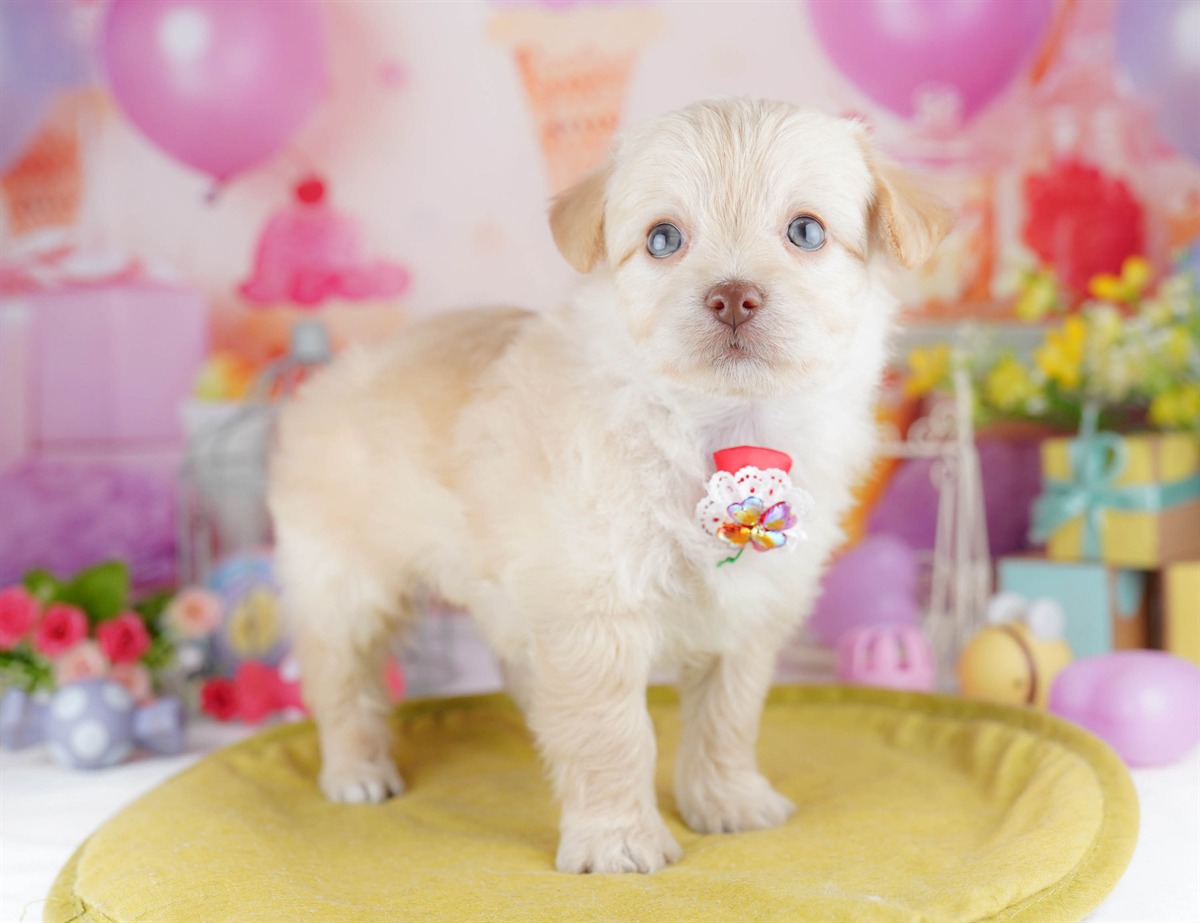 チワプー | 男の子 | クリーム | 2026年3月1日（ID:dog-10007651）