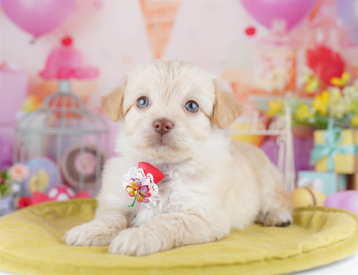 チワプー | 男の子 | クリーム | 2026年3月1日（ID:dog-10007651）