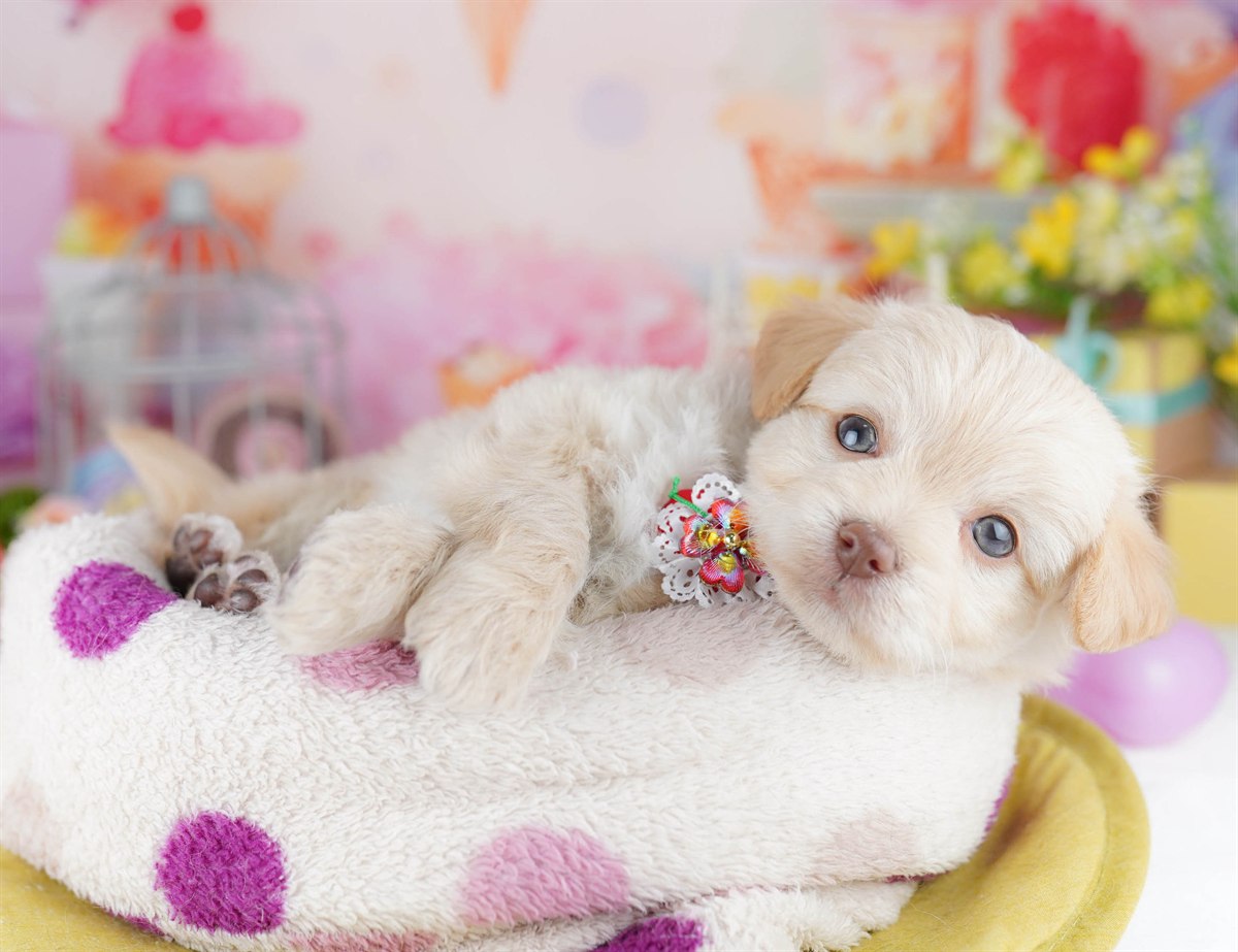 チワプー | 男の子 | クリーム | 2026年3月1日（ID:dog-10007651）