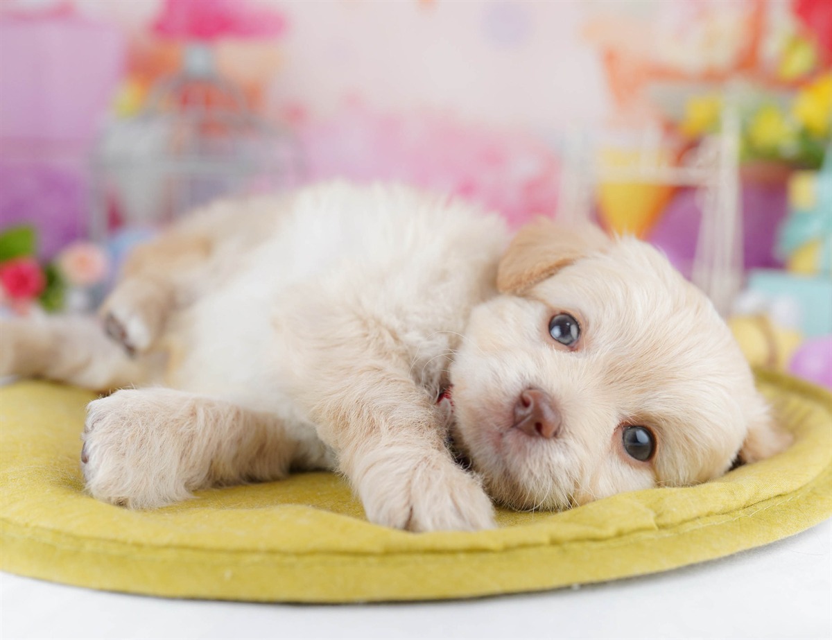 チワプー | 男の子 | クリーム | 2026年3月1日（ID:dog-10007651）