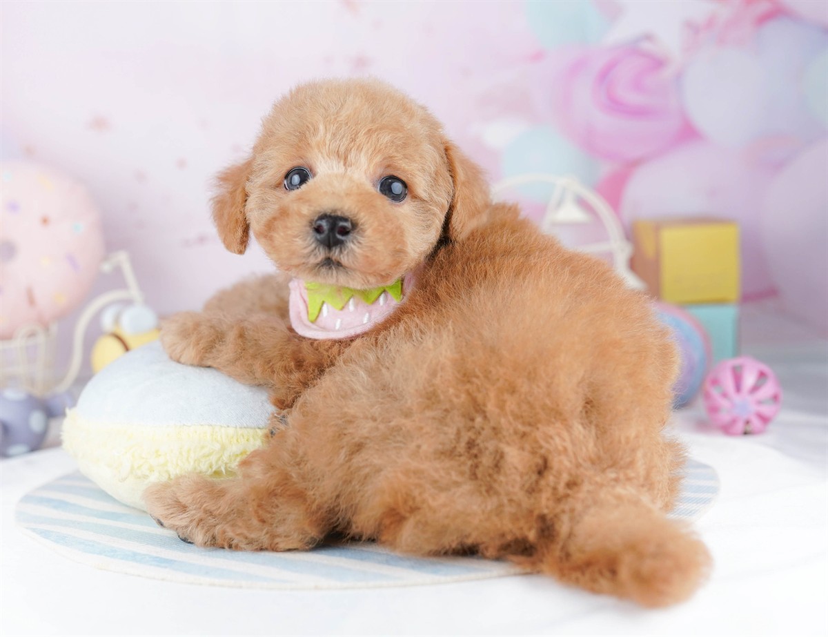 トイ・プードル | 男の子 | レッド | 2026年3月1日（ID:dog-10007652）