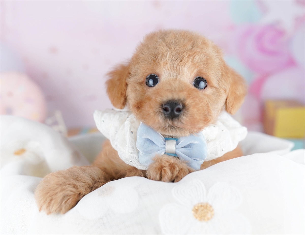 トイ・プードル | 男の子 | レッド | 2026年3月1日（ID:dog-10007652）