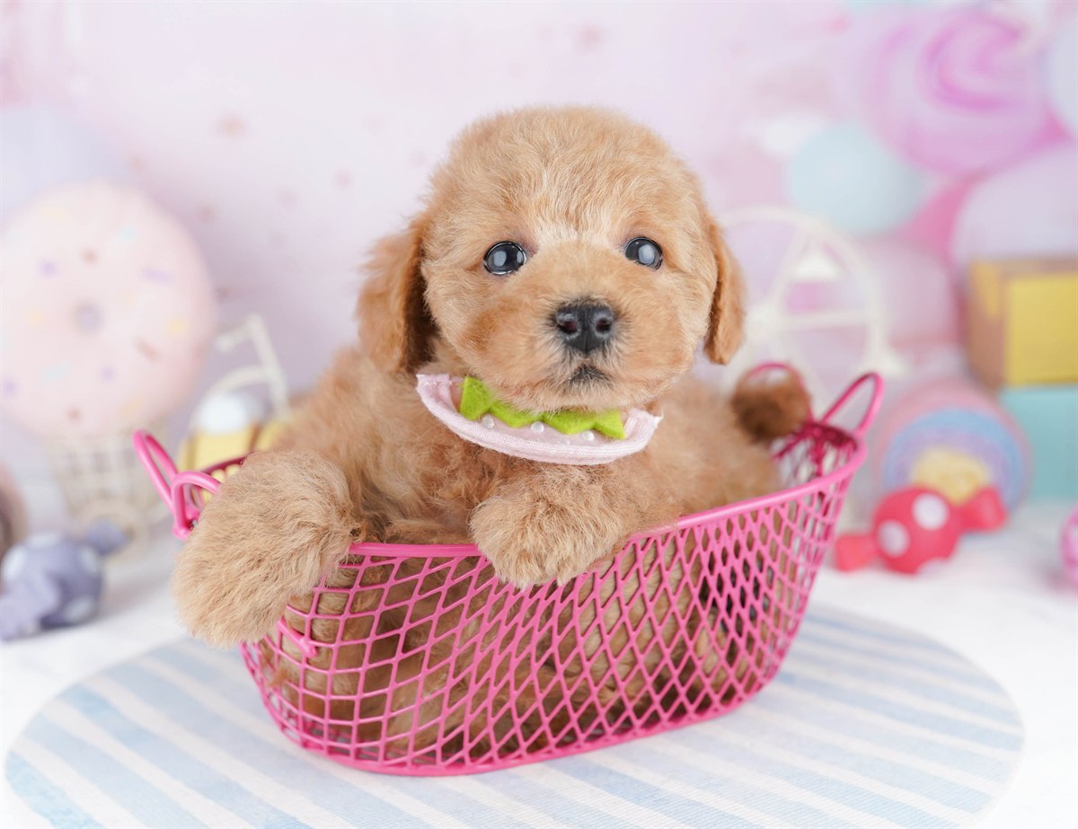 トイ・プードル | 男の子 | レッド | 2026年3月1日（ID:dog-10007652）