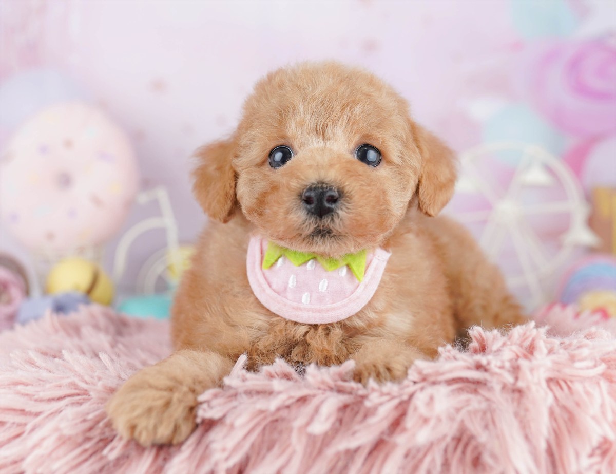 トイ・プードル | 男の子 | レッド | 2026年3月1日（ID:dog-10007652）