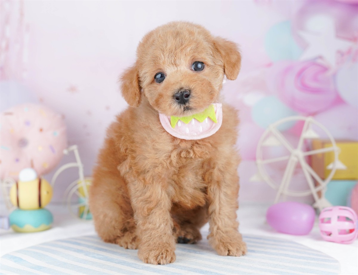 トイ・プードル | 男の子 | レッド | 2026年3月1日（ID:dog-10007652）