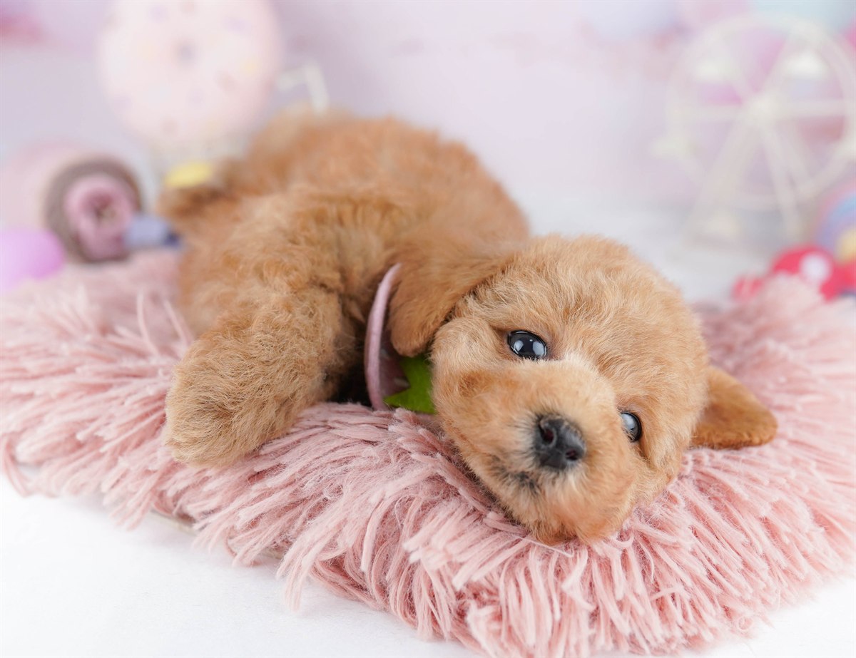 トイ・プードル | 男の子 | レッド | 2026年3月1日（ID:dog-10007652）