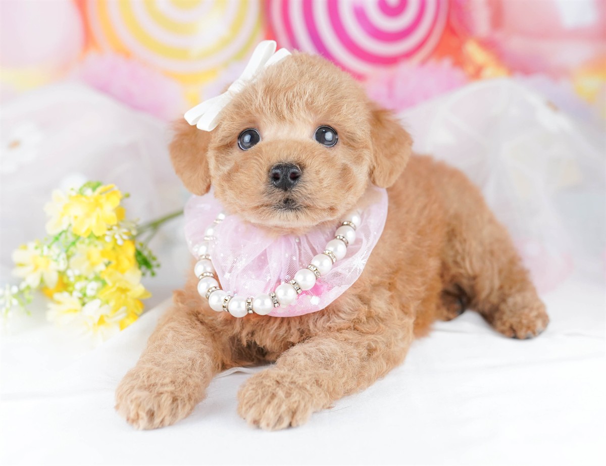 トイ・プードル | 男の子 | レッド | 2026年3月1日（ID:dog-10007653）