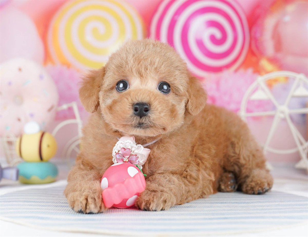 トイ・プードル | 男の子 | レッド | 2026年3月1日（ID:dog-10007653）