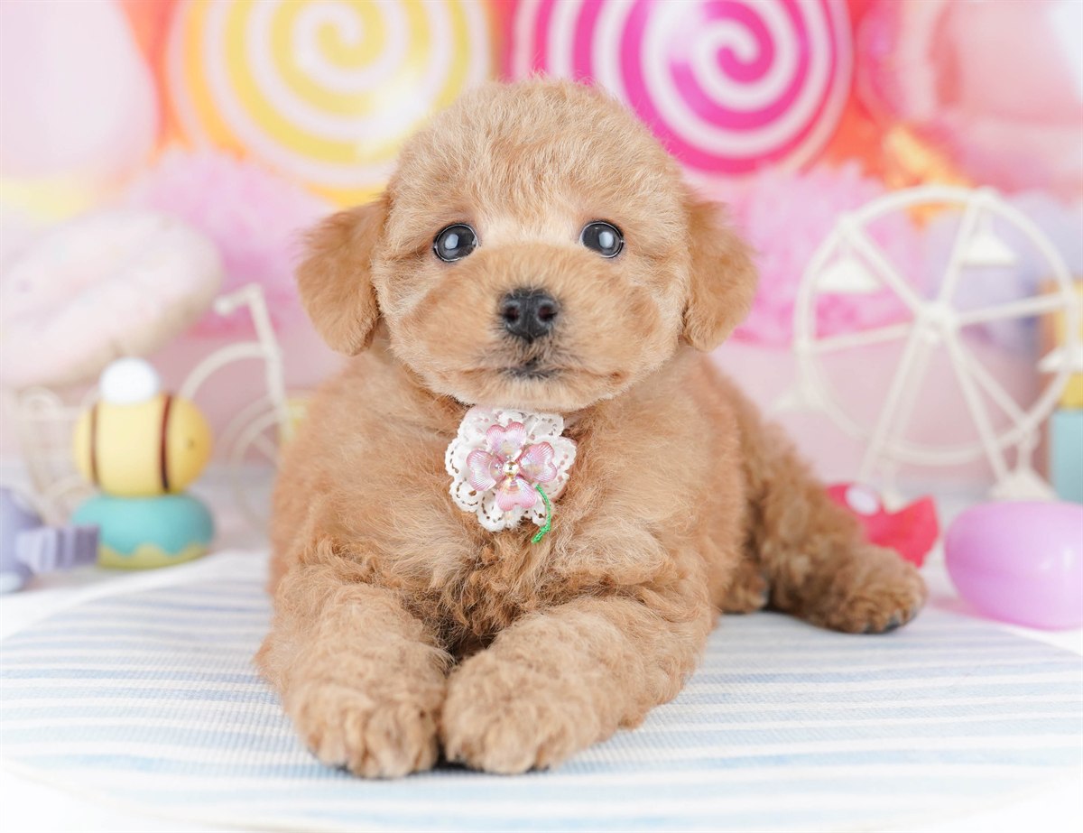 トイ・プードル | 男の子 | レッド | 2026年3月1日（ID:dog-10007653）