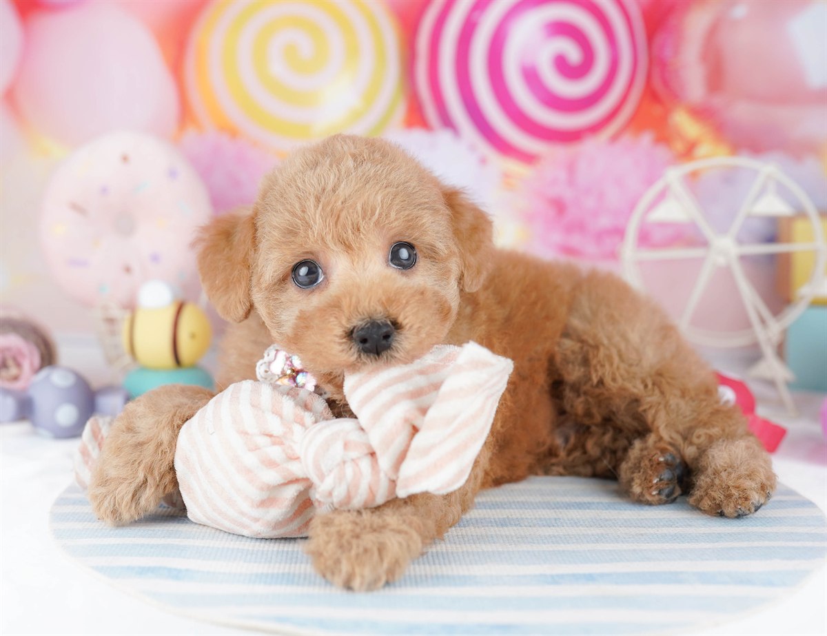 トイ・プードル | 男の子 | レッド | 2026年3月1日（ID:dog-10007653）