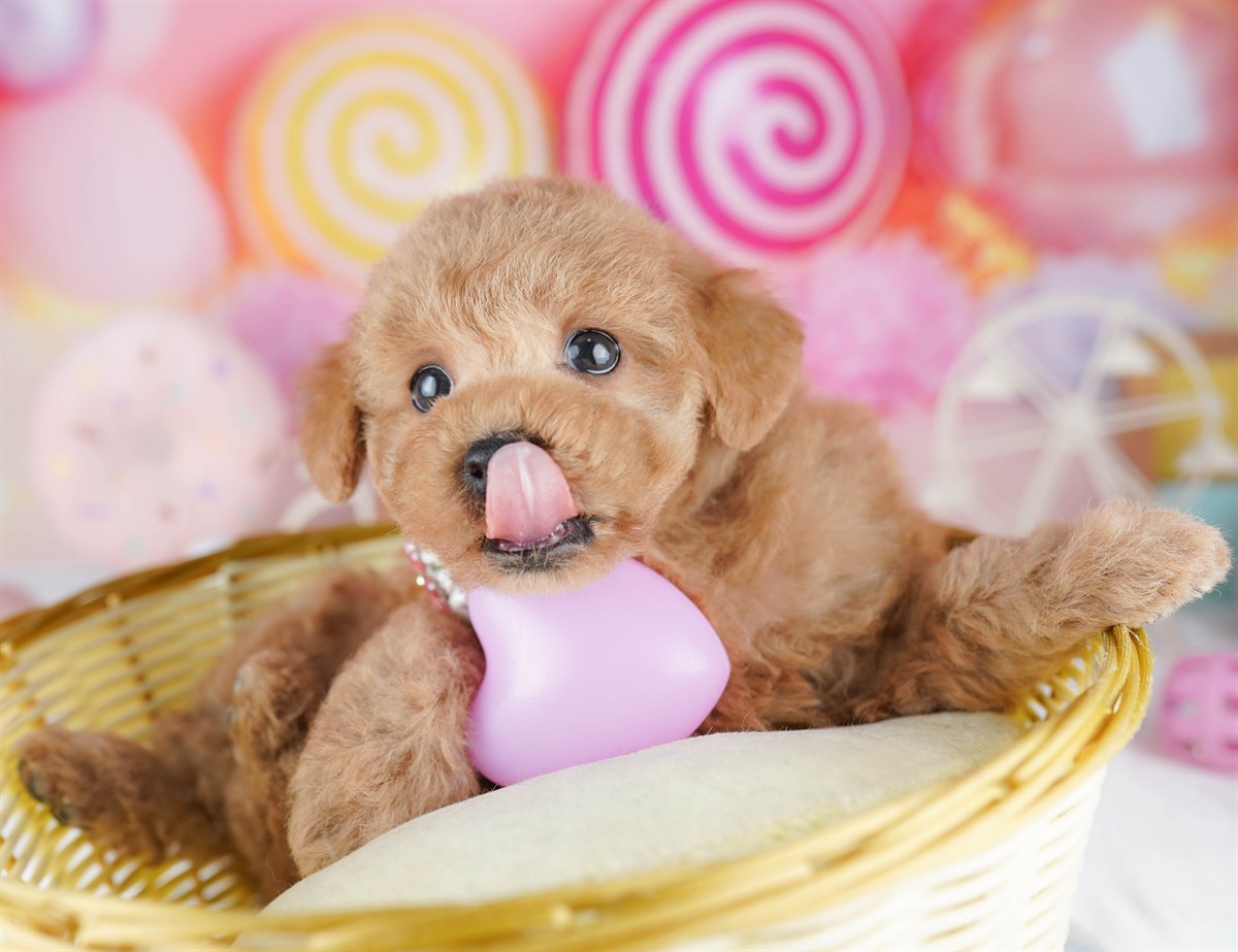 トイ・プードル | 男の子 | レッド | 2026年3月1日（ID:dog-10007653）