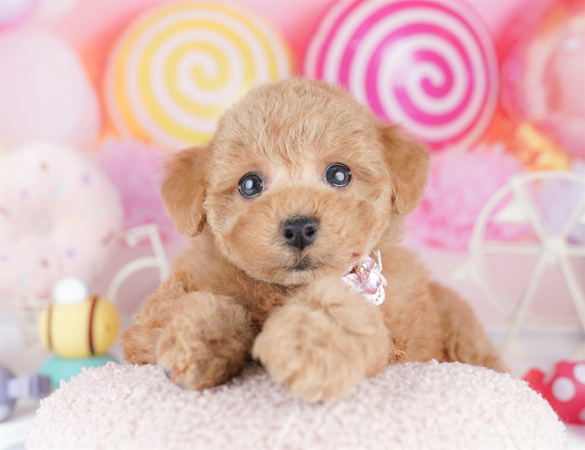 トイ・プードル | 男の子 | レッド | 2026年3月1日（ID:dog-10007653）