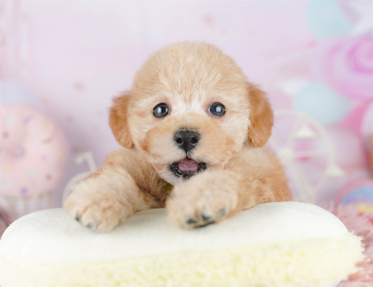 トイ・プードル | 女の子 | レッド | 2026年3月1日（ID:dog-10007655）