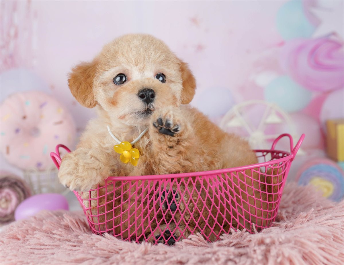 トイ・プードル | 女の子 | レッド | 2026年3月1日（ID:dog-10007655）