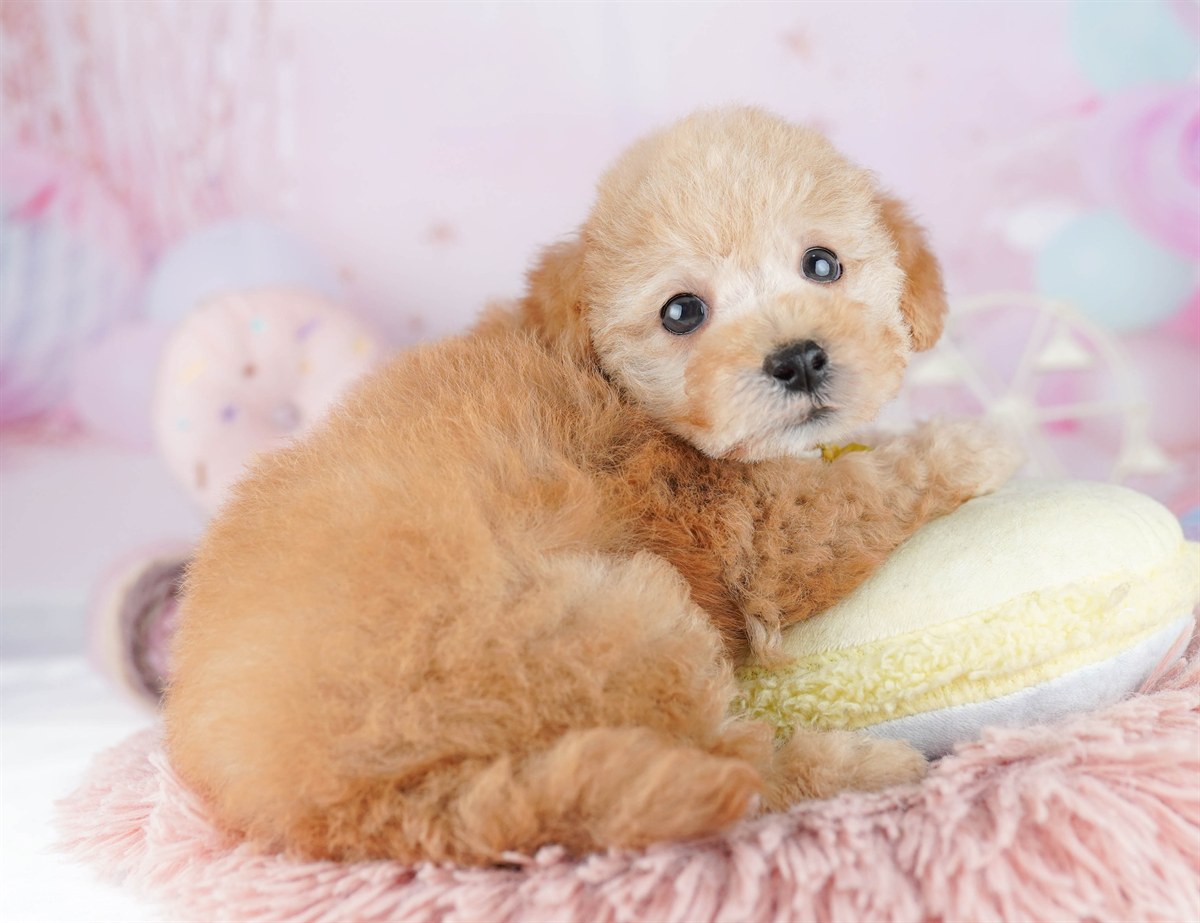 トイ・プードル | 女の子 | レッド | 2026年3月1日（ID:dog-10007655）