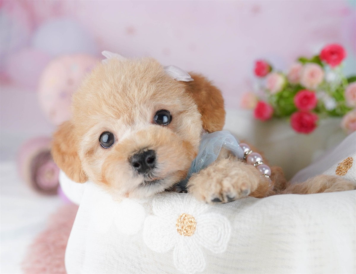 トイ・プードル | 女の子 | レッド | 2026年3月1日（ID:dog-10007655）