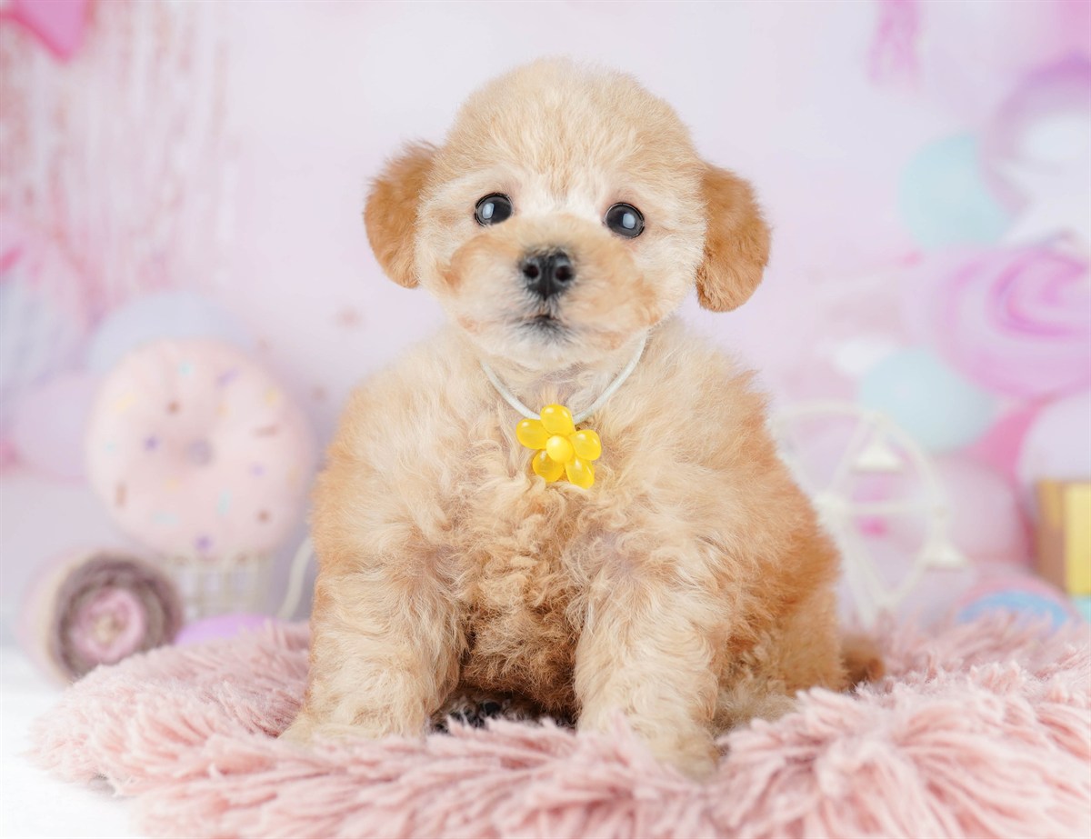 トイ・プードル | 女の子 | レッド | 2026年3月1日（ID:dog-10007655）