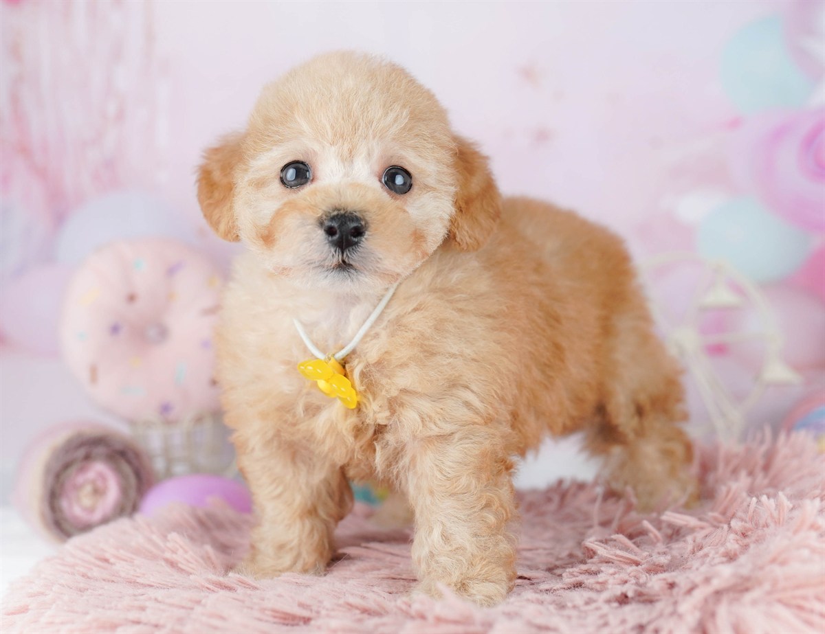 トイ・プードル | 女の子 | レッド | 2026年3月1日（ID:dog-10007655）