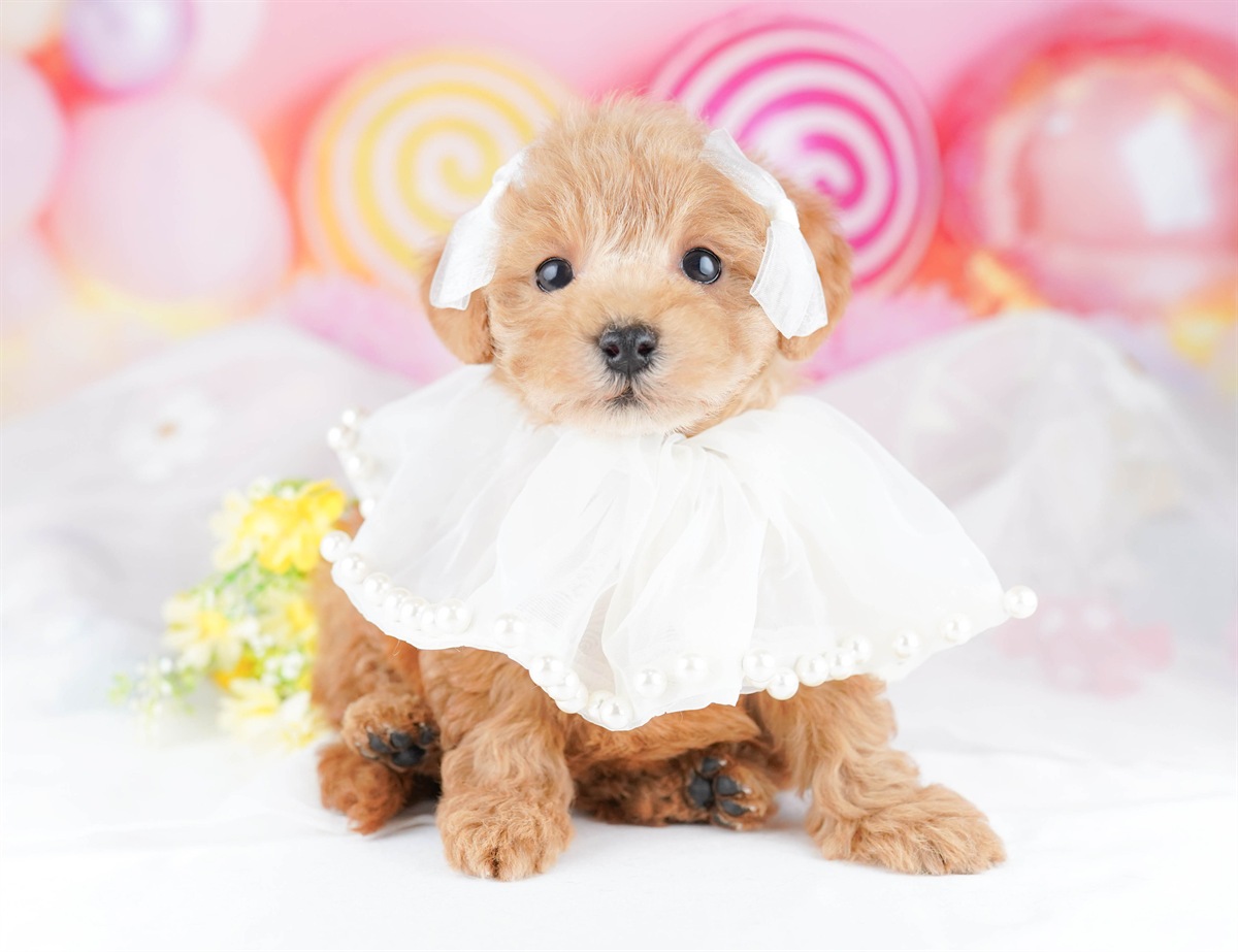 トイ・プードル | 女の子 | レッド | 2026年3月1日（ID:dog-10007656）