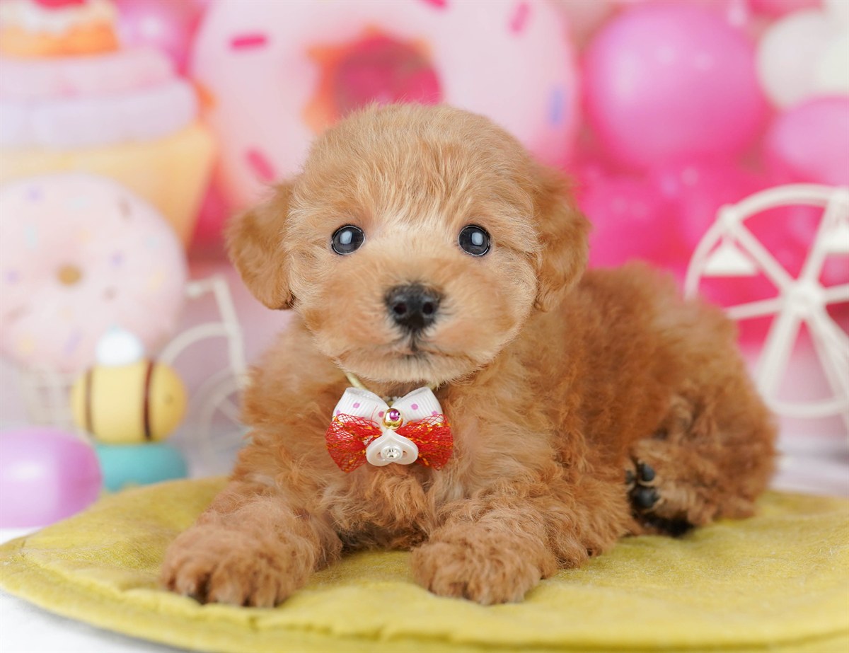 トイ・プードル | 女の子 | レッド | 2026年3月1日（ID:dog-10007656）