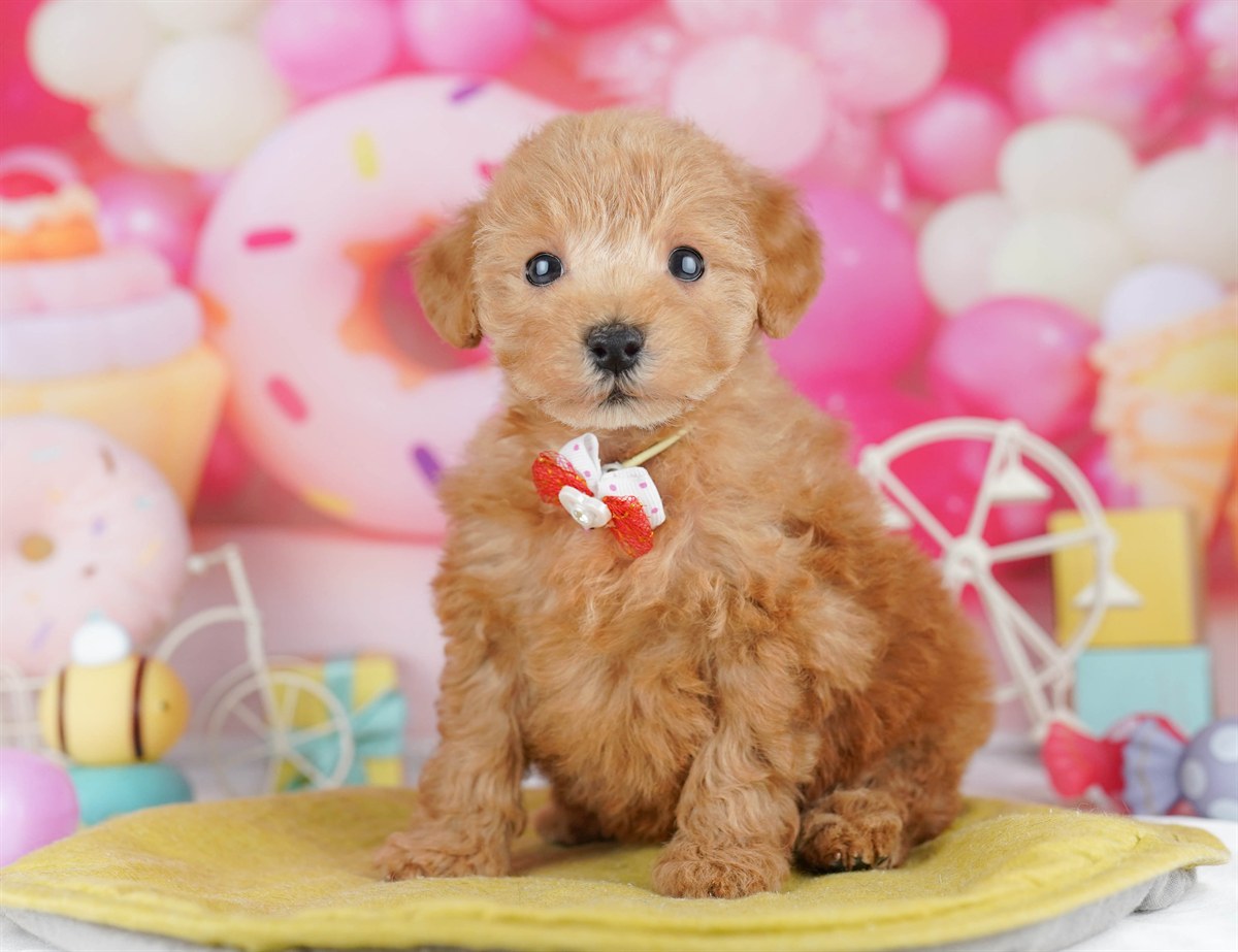 トイ・プードル | 女の子 | レッド | 2026年3月1日（ID:dog-10007656）