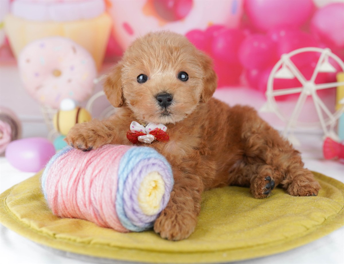 トイ・プードル | 女の子 | レッド | 2026年3月1日（ID:dog-10007656）