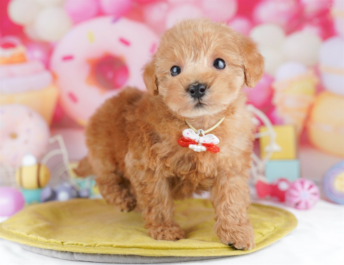 トイ・プードル | 女の子 | レッド | 2026年3月1日（ID:dog-10007656）