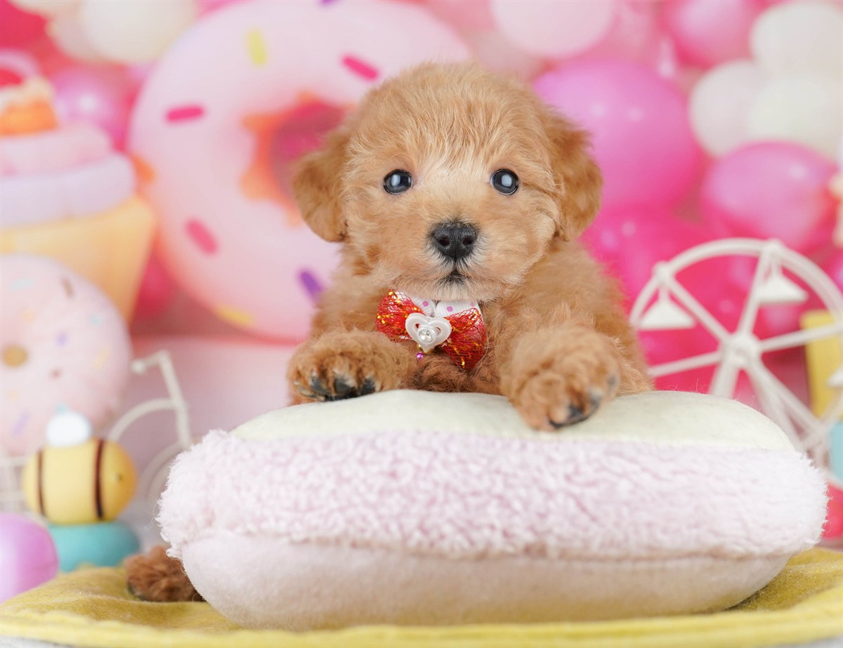 トイ・プードル | 女の子 | レッド | 2026年3月1日（ID:dog-10007656）